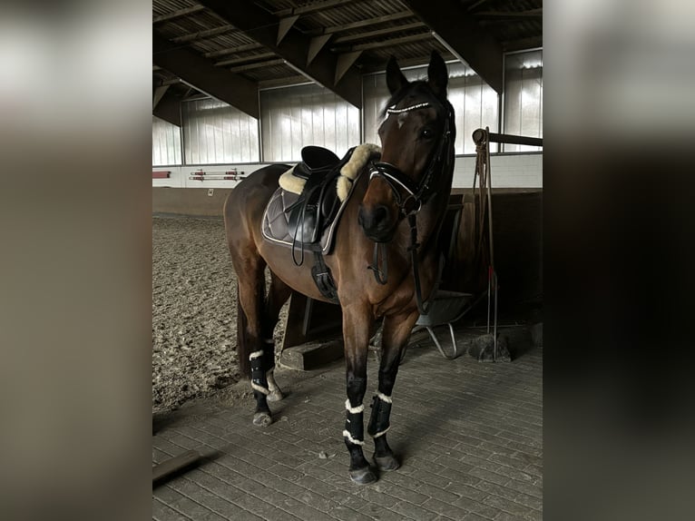 Thoroughbred Mare 11 years 15,2 hh Brown in Lienen