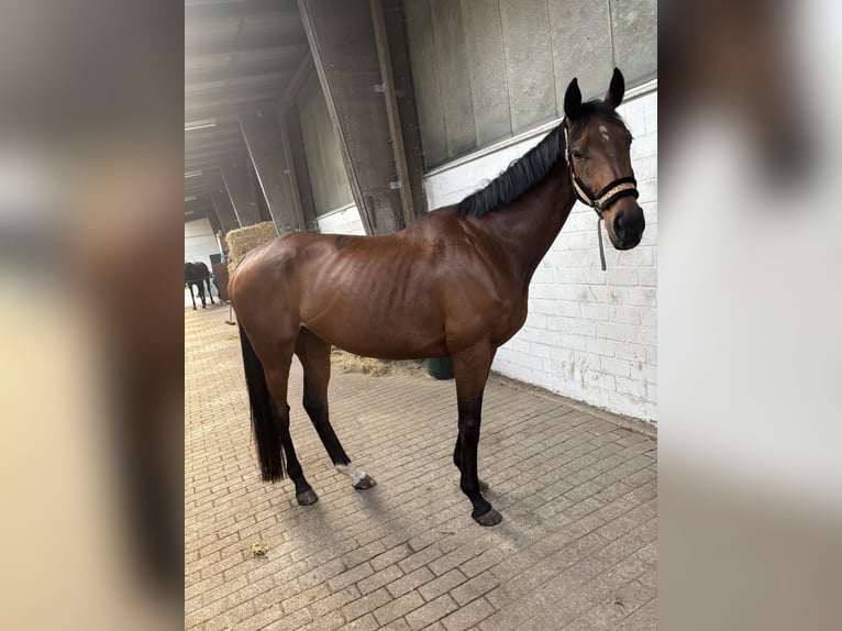 Thoroughbred Mare 11 years 15,2 hh Brown in Lienen