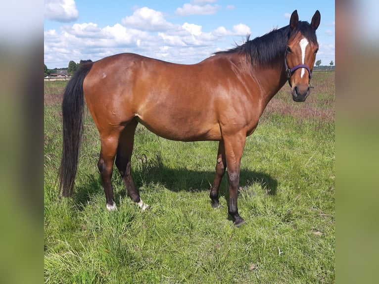 Thoroughbred Mare 11 years 15,2 hh Brown in Bruchhausen-Vilsen
