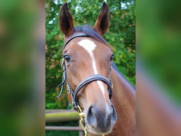 Thoroughbred Mare 11 years 15,2 hh Brown in Bruchhausen-Vilsen