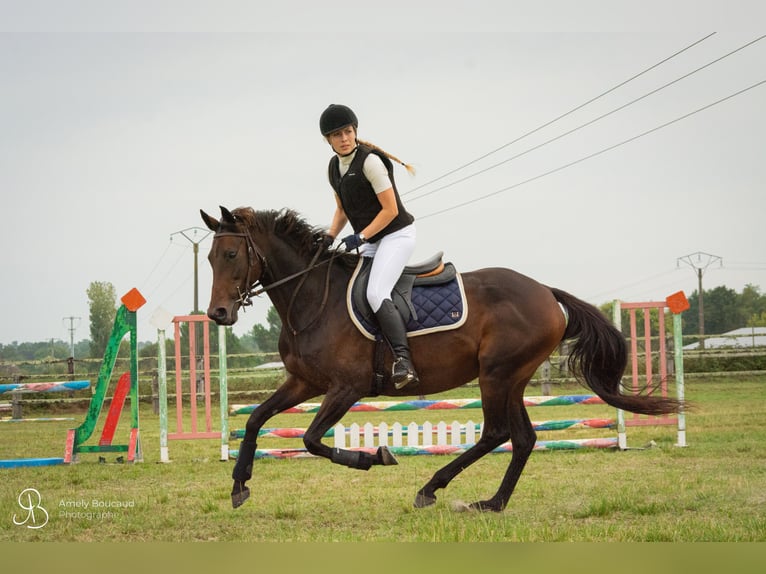 Thoroughbred Mix Mare 11 years 16.1 hh Bay-Dark in Donnezac