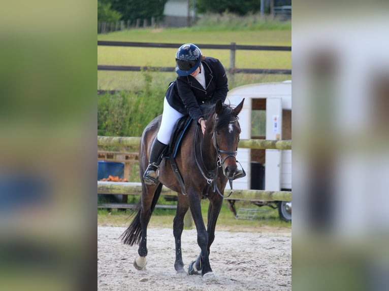 Thoroughbred Mare 11 years 16,1 hh Brown in La croixille