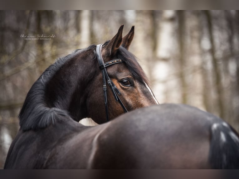 Thoroughbred Mare 11 years 16 hh Bay-Dark in Bedburg