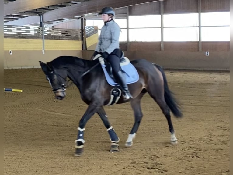 Thoroughbred Mare 11 years 16 hh Bay-Dark in Bedburg