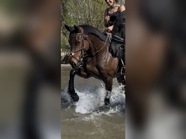 Thoroughbred Mare 11 years 16 hh Bay in Hardinxveld Giessendam