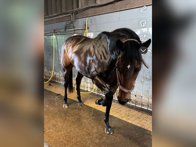 Thoroughbred Mare 11 years 16 hh Bay in Hardinxveld Giessendam
