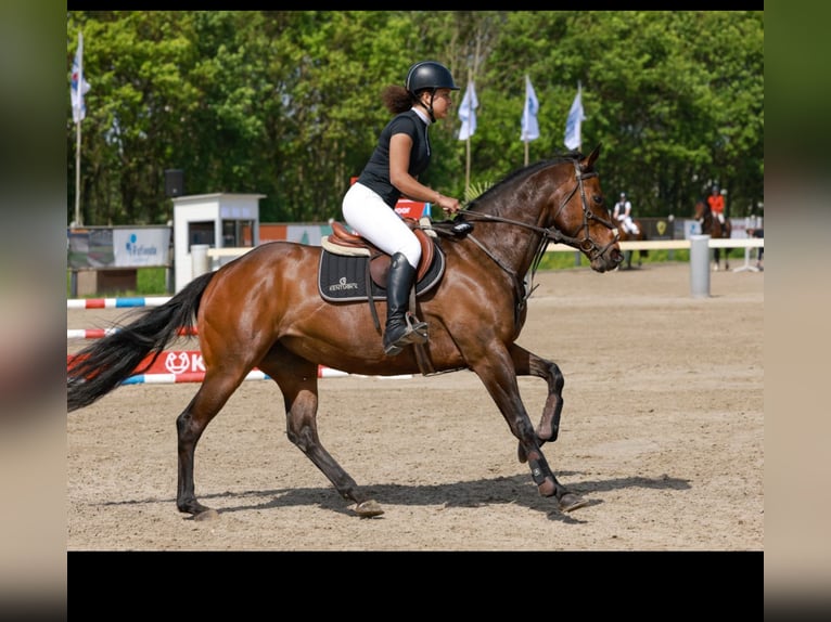Thoroughbred Mare 11 years 16 hh Bay in Hardinxveld Giessendam