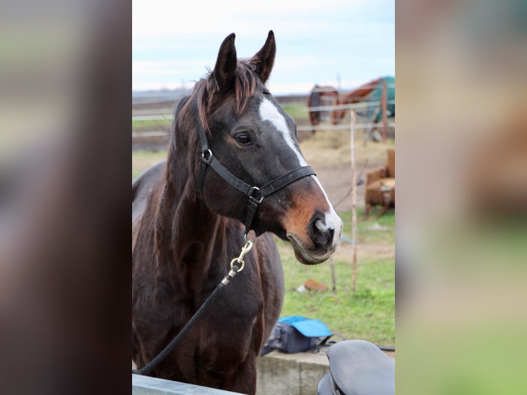 Thoroughbred Mare 11 years 16 hh Bay in Nagyvenyim