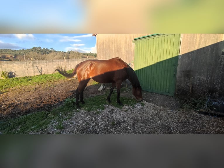 Thoroughbred Mare 11 years 16 hh Brown in Orto&#xF1;o (Ames)