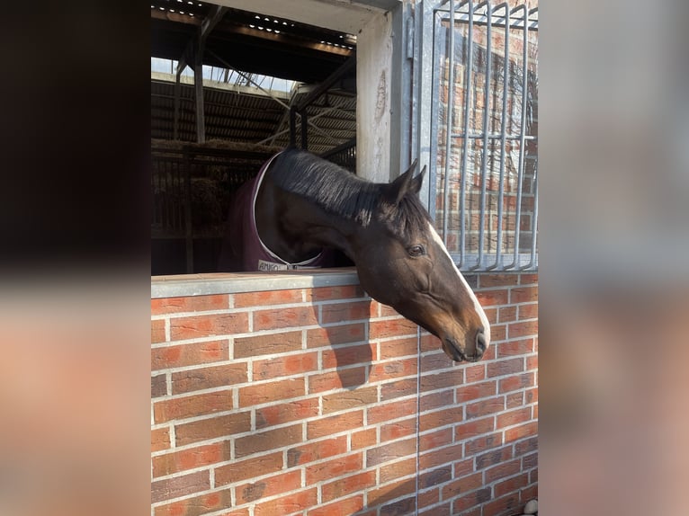 Thoroughbred Mare 11 years 16 hh Brown in DörpenHeede