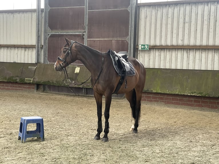 Thoroughbred Mare 11 years 16 hh Brown in DörpenHeede