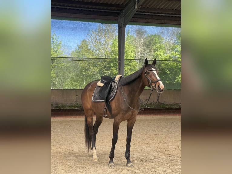 Thoroughbred Mare 11 years 16 hh Brown in DörpenHeede