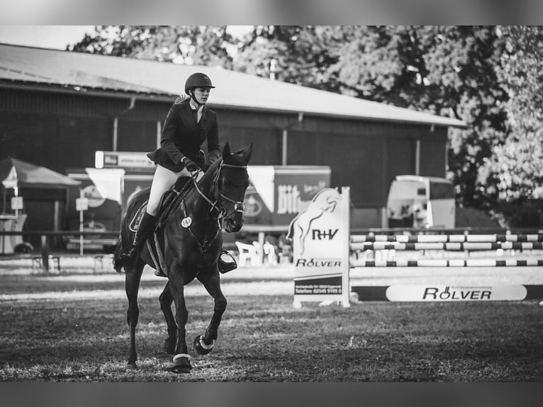 Thoroughbred Mare 11 years 16 hh Brown in Emsbüren