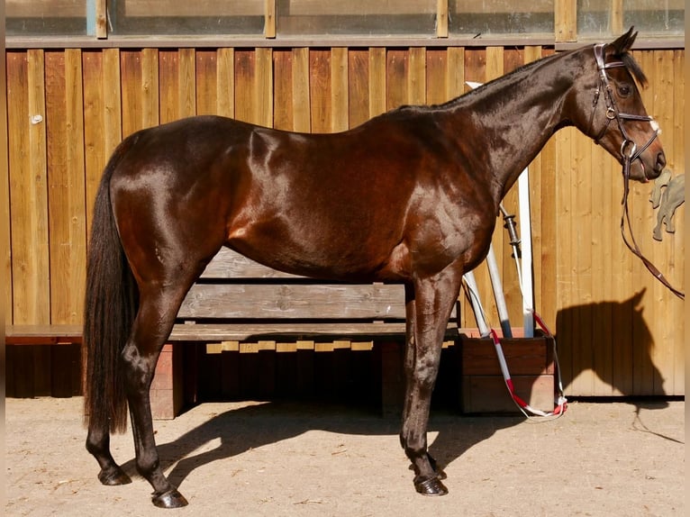 Thoroughbred Mare 11 years 16 hh Brown in Emsbüren