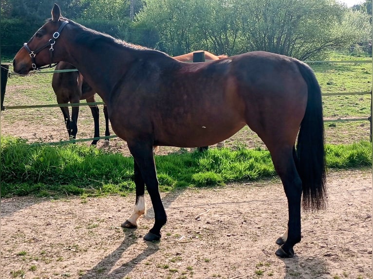 Thoroughbred Mare 11 years 16 hh Brown in Gouttières