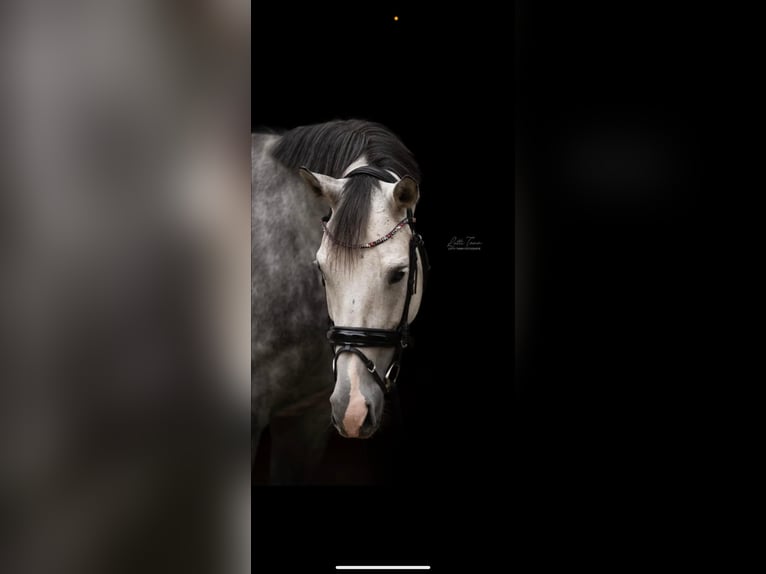 Thoroughbred Mare 11 years 16 hh Gray in Rheinbach