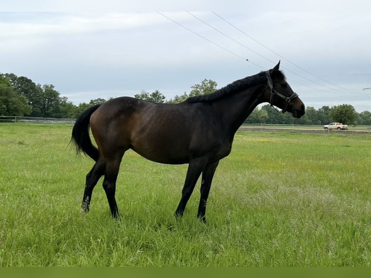 Thoroughbred Mare 11 years 16,1 hh Bay-Dark in Lustadt