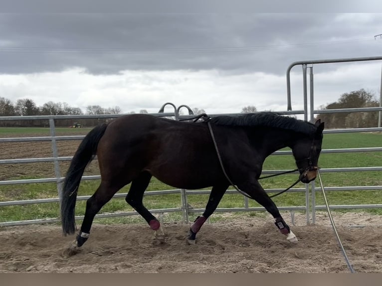 Thoroughbred Mare 11 years 16,1 hh Bay-Dark in Lustadt
