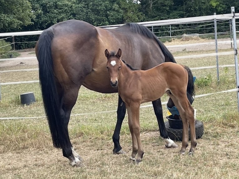 Thoroughbred Mare 11 years 16,1 hh Bay-Dark in Lustadt