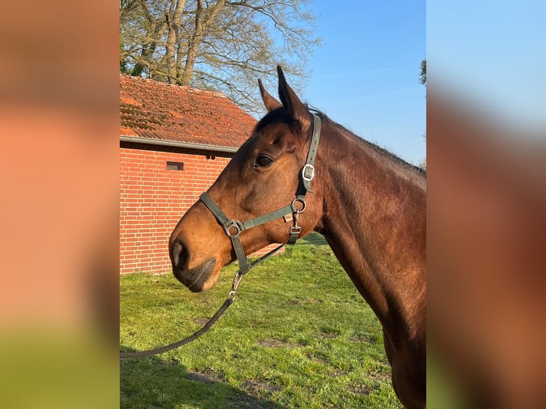 Thoroughbred Mare 11 years 16,1 hh Brown in Gütersloh Halle Gütersloh