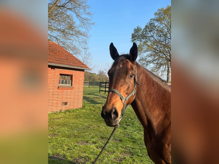 Thoroughbred Mare 11 years 16,1 hh Brown in Gütersloh