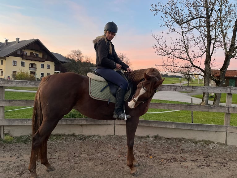Thoroughbred Mare 11 years 16,1 hh Chestnut in Seeham