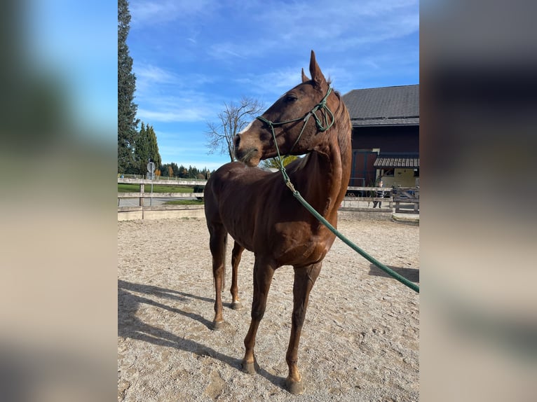 Thoroughbred Mare 11 years 16,1 hh Chestnut in Seeham