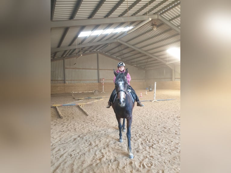 Thoroughbred Mare 12 years 14,2 hh Brown in Trier