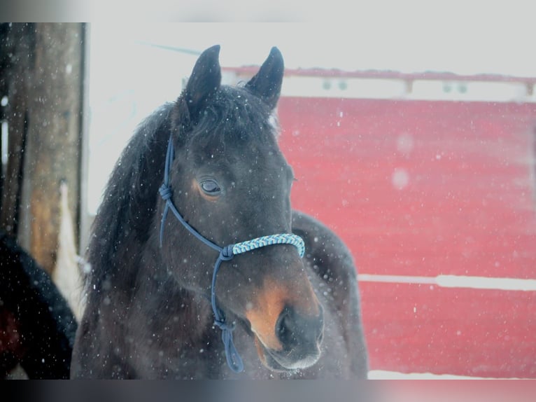Thoroughbred Mare 12 years 15,1 hh Black in Schwifting