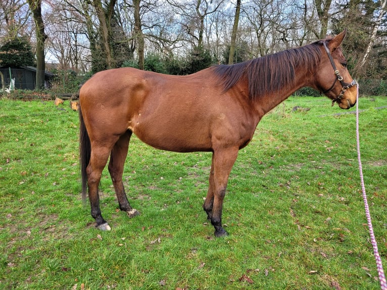 Thoroughbred Mare 12 years 15,1 hh Brown in Duisburg