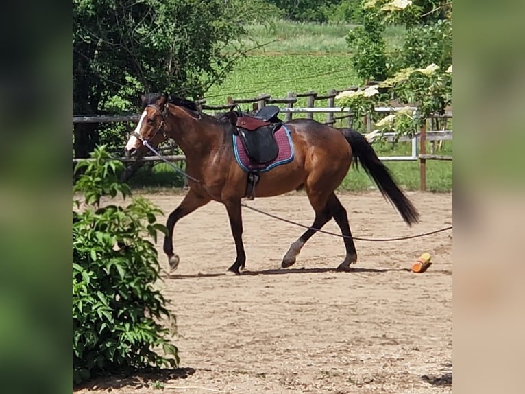 Thoroughbred Mare 12 years 15.1 hh Brown in Prinzendorf an der Zaya