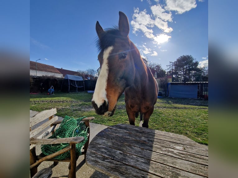 Thoroughbred Mare 12 years 15.1 hh Brown in Prinzendorf an der Zaya