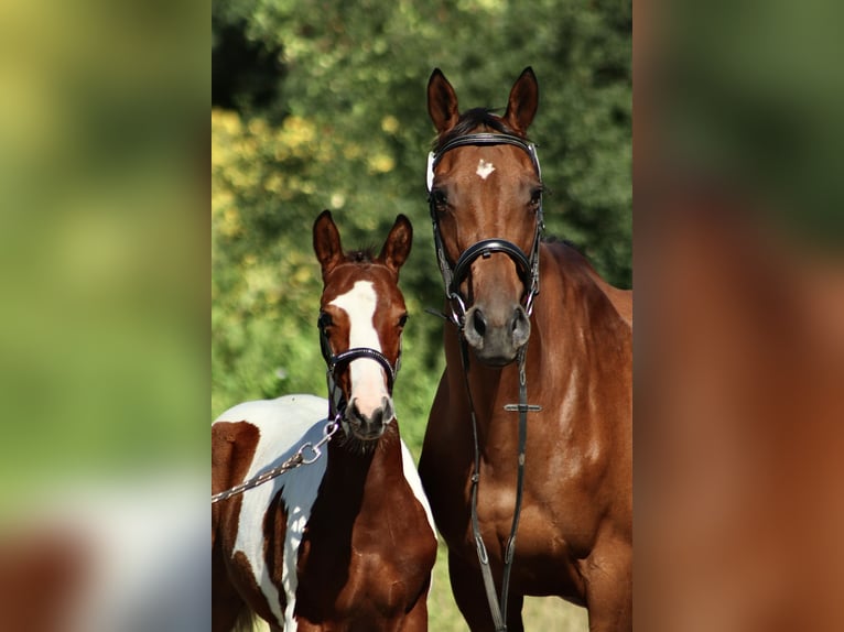 Thoroughbred Mare 12 years 15.2 hh Brown in Marienmünster