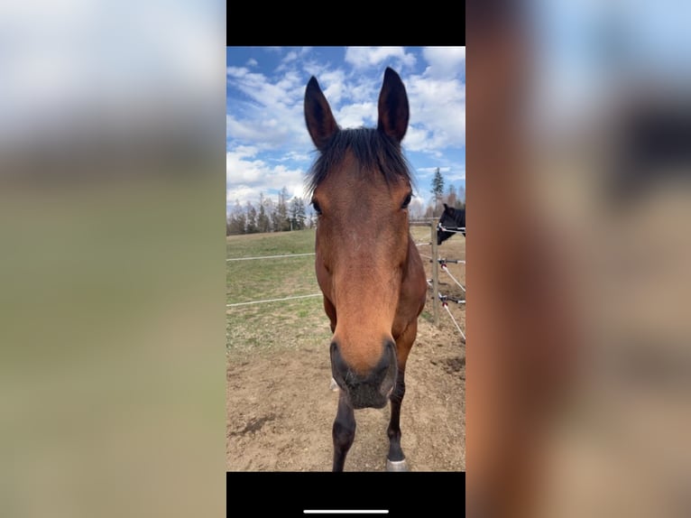 Thoroughbred Mare 12 years 15 hh Brown in Edelschrott