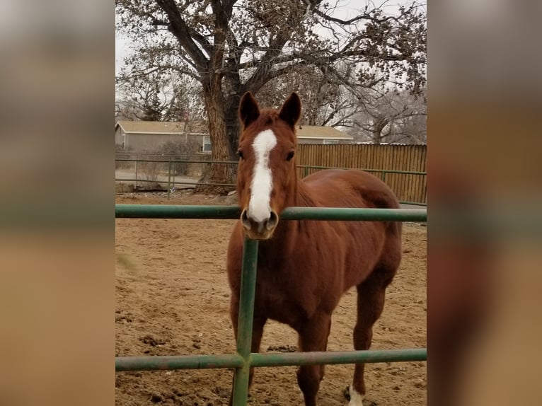 Thoroughbred Mare 12 years 15 hh Sorrel in Bosque Farms