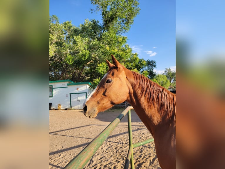Thoroughbred Mare 12 years 15 hh Sorrel in Bosque Farms