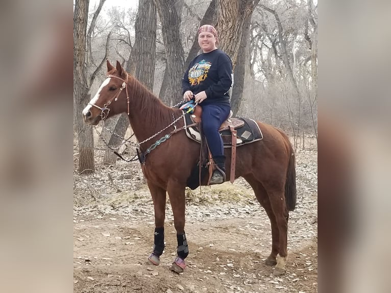 Thoroughbred Mare 12 years 15 hh Sorrel in Bosque Farms