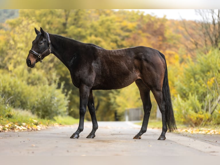 Thoroughbred Mare 12 years 15,1 hh Bay-Dark in Windhagen Thoroughbred Mare 12 years 15,1 hh Bay-Dark in Windhagen