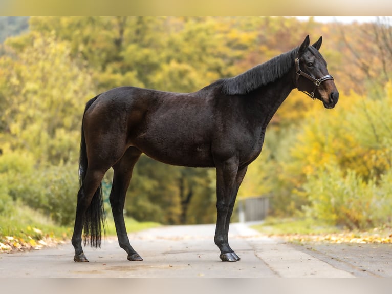Thoroughbred Mare 12 years 15,1 hh Bay-Dark in Windhagen Thoroughbred Mare 12 years 15,1 hh Bay-Dark in Windhagen