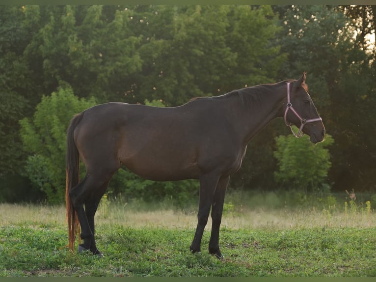 Thoroughbred Mare 12 years 15,2 hh Brown in Steinh&#xF6;fel