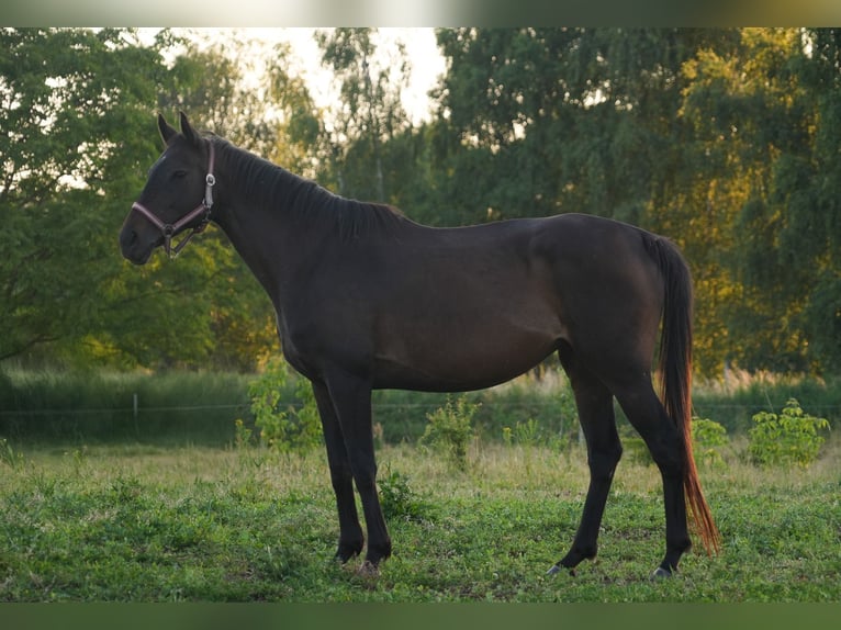 Thoroughbred Mare 12 years 15,2 hh Brown in Steinh&#xF6;fel