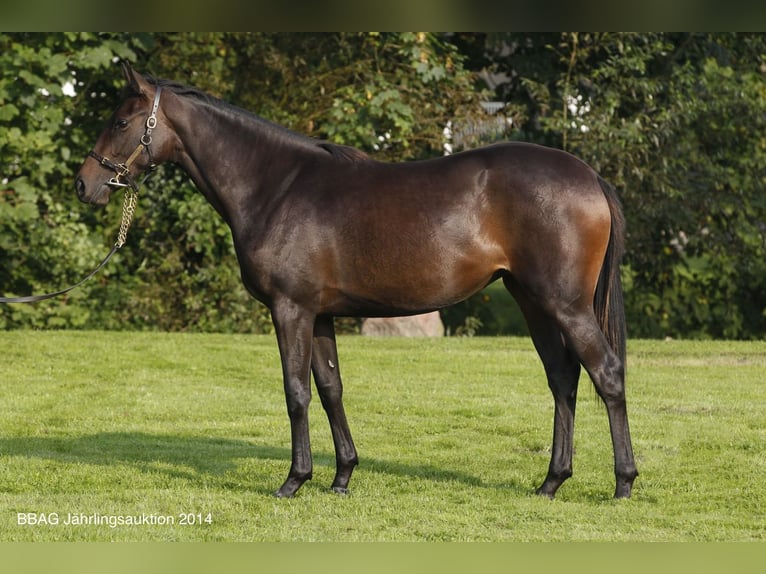 Thoroughbred Mare 12 years 15,2 hh Brown in Steinh&#xF6;fel