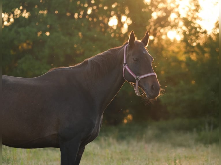 Thoroughbred Mare 12 years 15,2 hh Brown in Steinh&#xF6;fel