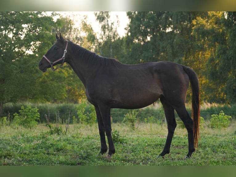 Thoroughbred Mare 12 years 15,2 hh Brown in Steinh&#xF6;fel