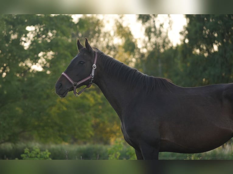 Thoroughbred Mare 12 years 15,2 hh Brown in Steinh&#xF6;fel