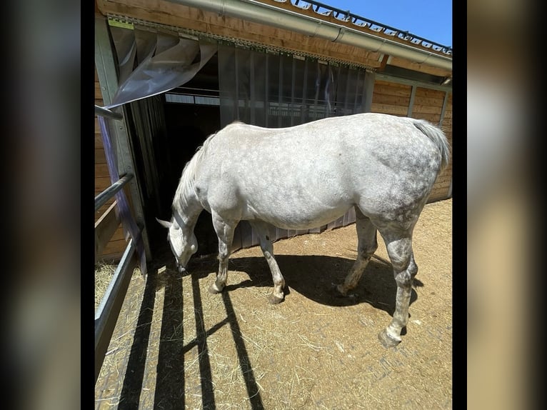 Thoroughbred Mare 12 years 15,2 hh Grey-Dapple in Scheifling
