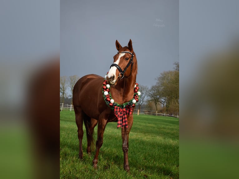 Thoroughbred Mare 12 years 15,3 hh Chestnut-Red in Westoverledingen