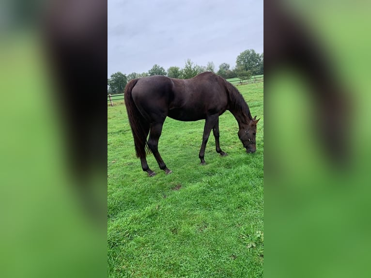 Thoroughbred Mare 12 years 16,1 hh Chestnut in Hamburg Lemsahl-Mellingstedt