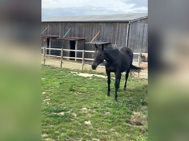 Thoroughbred Mare 12 years 16.2 hh Bay-Dark in Oberdorf