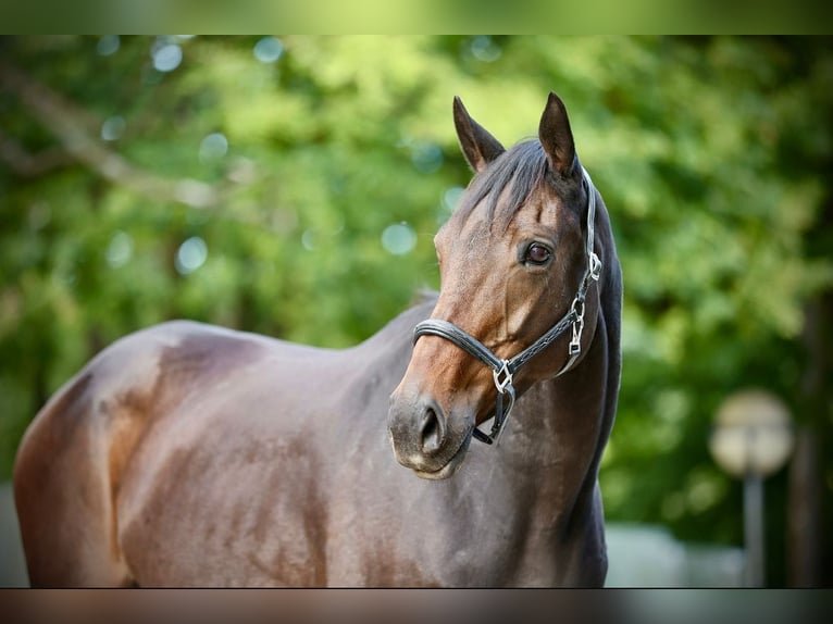 Thoroughbred Mare 12 years 16 hh Bay-Dark in Windhagen